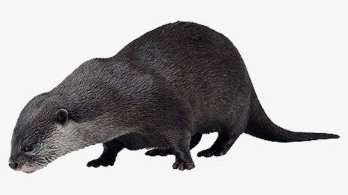 Sea Otter Animal Vole - Transparent Background Sea Otter, HD Png Download, Transparent PNG