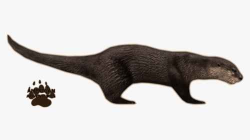 Otter Png Background Image - Zoo Tycoon 2 Otter, Transparent Png, Transparent PNG