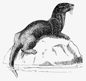 Otter Black And White, HD Png Download, Transparent PNG