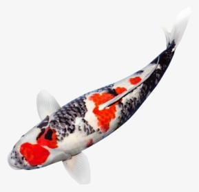 Japanese Koi Fish Png , Png Download - Koi Fish Transparent Background, Png Download, Transparent PNG
