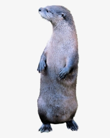 North American River Otter, HD Png Download, Transparent PNG