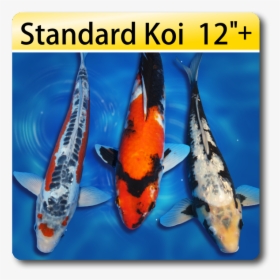 Koi Fish Png, Transparent Png, Transparent PNG