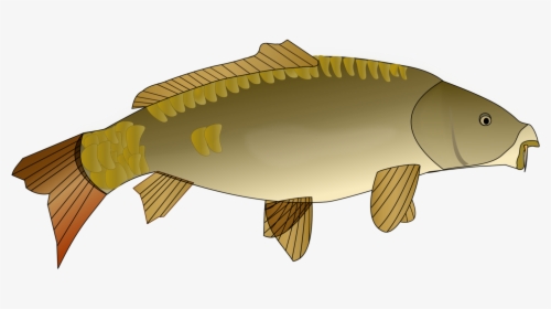 Perch,bony Fish,carp - Carp Clipart Png, Transparent Png, Transparent PNG