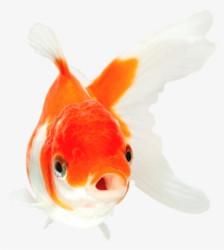 Orange And White Goldfish With Mouth Open Swimming - Goldfish With Mouth Open, HD Png Download, Transparent PNG
