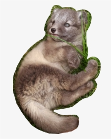 #polarfuchs #baby #fox - North American River Otter, HD Png Download, Transparent PNG