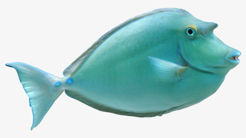 Koi Fish Clipart Croy - Realistic Ocean Fish Clipart, HD Png Download, Transparent PNG