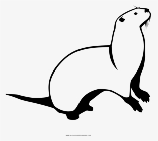 Otter Coloring Page - Otter, HD Png Download, Transparent PNG