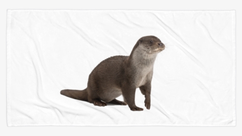 Class Lazyload Lazyload Mirage Cloudzoom Featured Image - River Otter No Background, HD Png Download, Transparent PNG