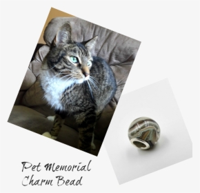 Cremation Beads, Charm Bead With Ashes   Class Lazyload - Tabby Cat, HD Png Download, Transparent PNG