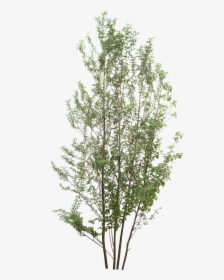 Birch Tree Plan Png, Transparent Png, Transparent PNG