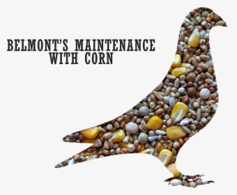 Belmont S Maintenance Pigeon Mix With Corn   Title - Maintenance Feeds For Pigeon, HD Png Download, Transparent PNG