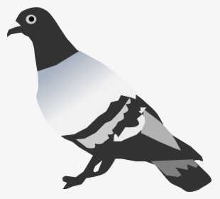 Pigeon Clipart Small Dove - Pigeon Vertebrate Or Invertebrate, HD Png Download, Transparent PNG