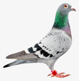 Amigo 900 Bred In Conjunction With Peter Van Der Merwe - Most Expensive Dove In The World, HD Png Download, Transparent PNG