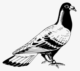 Pigeon Clipart Black And White, HD Png Download, Transparent PNG