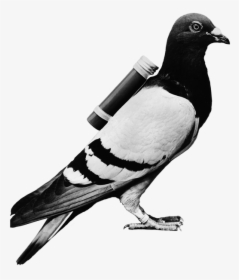 Carrier Pigeon, HD Png Download, Transparent PNG