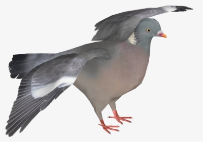 Stock Dove, HD Png Download, Transparent PNG