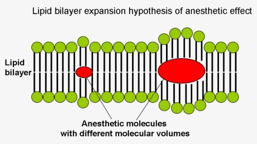Lipid Bilayer Expansion Hypothesis Of Anesthetic Effect - Hypothesis, HD Png Download, Transparent PNG