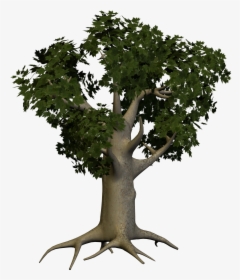 Tree Png Image - Big Tree Png, Transparent Png, Transparent PNG
