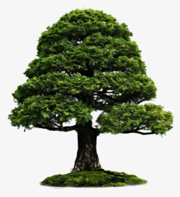 Tree With Grass Png Image - Tree Wallpaper Hd Png, Transparent Png, Transparent PNG