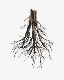 Transparent Tree With Roots Png - Tree Roots Png, Png Download, Transparent PNG