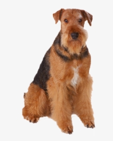Dogs Png Image File - Nice Small Dogs, Transparent Png, Transparent PNG
