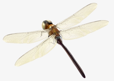 Dragonfly Png Clipart - Portable Network Graphics, Transparent Png, Transparent PNG