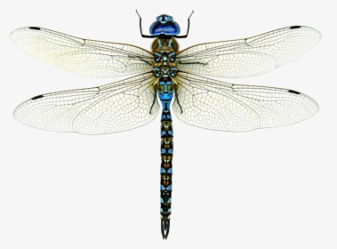 Dragonfly Png Image Free Download - Dragonfly Png, Transparent Png, Transparent PNG