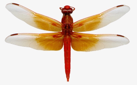 Download Dragonfly Png Image - Dragonfly Png, Transparent Png, Transparent PNG