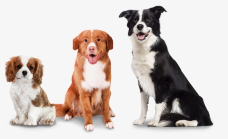 Woofpack Extra Dogs - Soft Coated Border Collie, HD Png Download, Transparent PNG