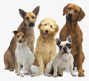 Group Of Dogs Transparent, HD Png Download, Transparent PNG