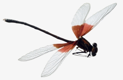 Dragonfly Png Image - Dragonfly Png, Transparent Png, Transparent PNG