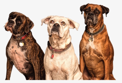 3 Dogs Png, Transparent Png, Transparent PNG