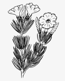 Transparent Flower Outline Png - Dianthus, Png Download, Transparent PNG