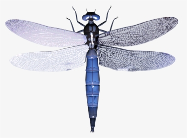 Dragonfly Png - Transparent Background Dragonfly Clipart, Png Download, Transparent PNG