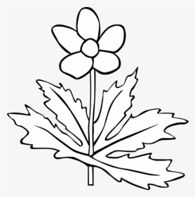 Anemone Canadensis Flower Outline - Plant White And Black, HD Png Download, Transparent PNG