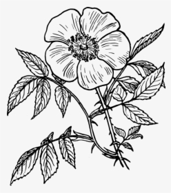 Botanical Vector Flower Line Drawing Transparent Png - Flower Line Drawing Png, Png Download, Transparent PNG