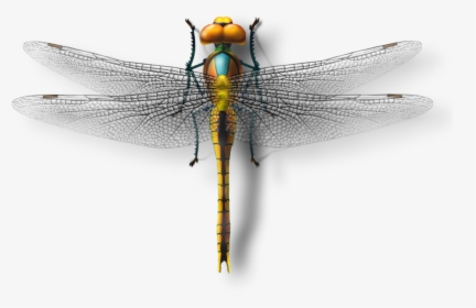 Dragonfly Transparent Photography - Net-winged Insects, HD Png Download, Transparent PNG
