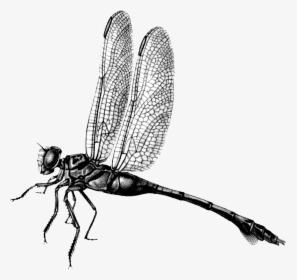 Dragonfly Png File Download Free - Net-winged Insects, Transparent Png, Transparent PNG