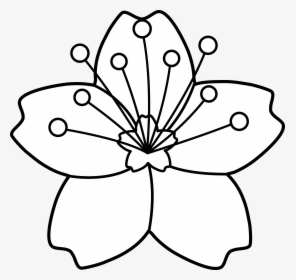 Clipart - Flower - Outline - White Cherry Blossom Cartoon, HD Png Download, Transparent PNG