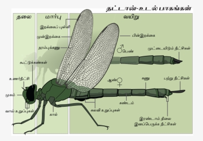 Anatomy Of A Damselfly, HD Png Download, Transparent PNG