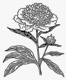 Peony Outline Png - Black And White Peonies Clipart, Transparent Png, Transparent PNG