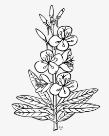 Flower Plant Outline Clipart , Png Download - Santan Plant Clipart Black And White, Transparent Png, Transparent PNG