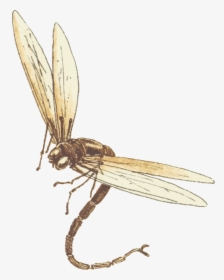 Dragonfly - ภาพ เคลื่อนไหว แมลงปอ, HD Png Download, Transparent PNG