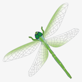 Dragonfly Png Free Download - Dragon Fly Png Vector, Transparent Png, Transparent PNG