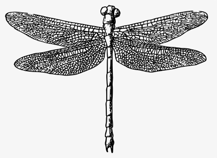 Dragonfly - Black And White Dragonfly Png, Transparent Png, Transparent PNG