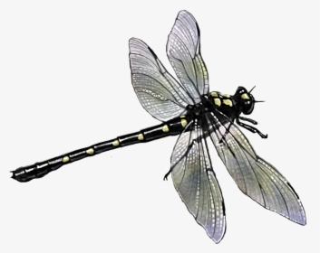 Dragon Butterfly, HD Png Download, Transparent PNG