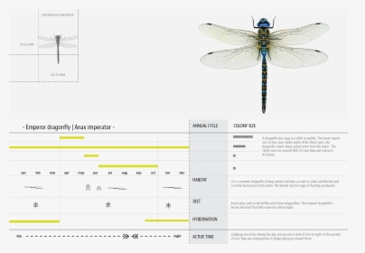 Products Hyperbody 05 Dragonfly - Dragonfly, HD Png Download, Transparent PNG