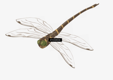 Photography , Png Download - Net-winged Insects, Transparent Png, Transparent PNG