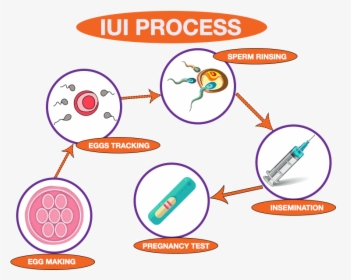 Com/wp Process Png - Iui Treatment Step Step, Transparent Png, Transparent PNG