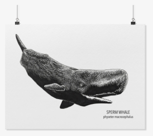 Sperm Whale Art, HD Png Download, Transparent PNG